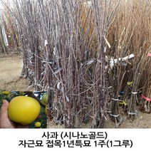 사과 (시나노골드) 자근묘 접목1년특묘 1주(1그루)