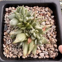 [해와달다육] 마리아 금 철화 다육이, 1개