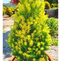 [이삽저삽]옐로우봉 화분(키80-90cm/7치화분포함)엘로우봉 측백나무과 황금편백 피톤치드 함유/ 계절에 따라 다양한 색상을 보여줌 / 크리스마스트리 공기정화식물 관상용