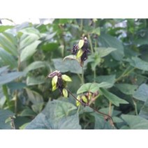(메밀종자씨앗) 쓴메밀(60g) S2522