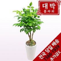 대박플라워 대박나무(녹보수) 개업화분 집들이 인테리어 공기정화식물 관엽식물 꽃배달, 1개