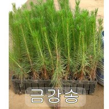 소나무(적송)3년생분묘 10그루