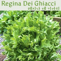 유럽상추 키우기 ﻿Regina Dei Ghiacci 레지나 데 기아치 양상추 키우기세트 교육용 체험용