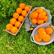 품질보증 제주 고당도 제철과일 천혜향 3kg 5kg 10kg 가정용/선물용, 제주 고당도 천혜향 4.5kg(선물용)