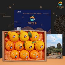 천하일품 레드향 한라봉 천혜향 명품 선물세트 3kg 5kg, 1박스, 05.한라봉 선물세트 3kg 중대과(9-13과)