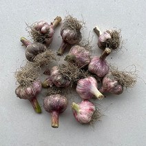23년 수확 국내산 대서마늘 햇마늘 마늘, 10kg(특대), 1개