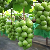 반상의미학 산지직송 김천 프리미엄 샤인머스켓 당도선별 실중량 2kg 4수, 상세페이지 참조