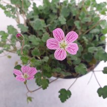 풍로초/야생화, 풍로초/핑크