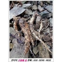 산더덕 돌배즙/ 010-924-4832/오리지널 자연산, 1, 120ml