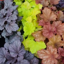 [가든팜] 야생화 휴케라 10cm 봄 모종 식물, 휴케라 색상랜덤 10cm, 1개