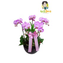 호접란 서양란 개업 승진 축하화분 인테리어화분 서양난, 서양란 - 호접란(고급형), 서울특별시/광역시/경기구단위 (배송비X)
