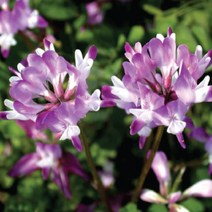 자운영 1kg 야생화 씨앗 종자