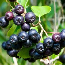 베리세상 [베리세상]고창 냉동 무농약 아로니아 10kg(상품/벌크포장), 1