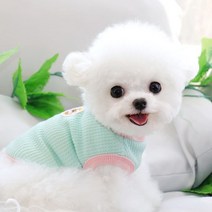 노란 민트 색 소형견 민소매 니트 작은 강아지 고양이 용 봄 가을 반려 묘 견 귀여운 스웨터, 그린