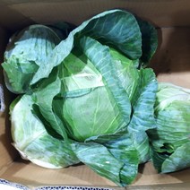 새벽들 강원도 고랭지 양배추, 1box, 3개
