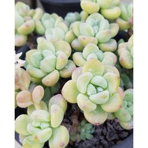 다육이식물 라울 화분 국민다육이 식물 키우기, B.20 수