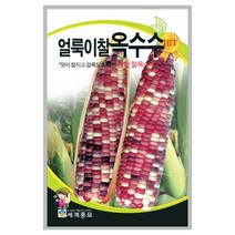 얼룩이찰옥수수 씨앗 150립 A0194