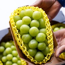 샤인머스켓 포도 프리미엄 고당도 씨없는 망고포도, 선물세트 (특품) 2kg 3~4수, 1박스