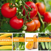 열매 채소 씨앗 모음 마이플랜트 강낭콩 와송 오이 호박 여주 고추 종자 베란다텃밭, 수세미