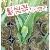 튤립/튤립꽃 꽃말은 사랑의 고백 매혹