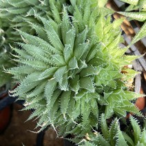 [올식스] 이사벨라 하월시아 다육식물 다육이 키우기 공기정화식물 개업화분