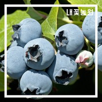 블루베리(스타) 7치 결실주 화분