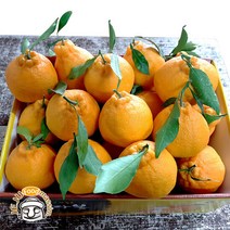 블루제주 서귀포 한라봉 2.5kg (실속형 소과 11-18과 실중량), 단품