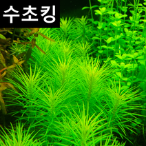 [수초킹] 옐로 오란다 플랜트, (특가) 7촉
