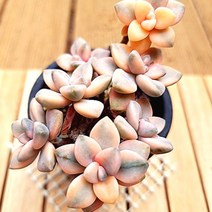 살구미인금 목대 키우기 쉬운 다유기 다육식물1목7두-80, 단품