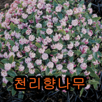 천리향(서향)나무 개화주 1그루 묘목 나무묘목 유실수 꽃나무 감나무 과일나무 천리향나무