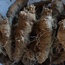 자연산 산더덕 야생 산더덕 500g 1kg, 야생 산더덕 1kg