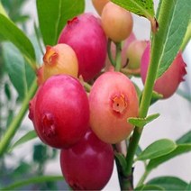 블루베리(핑크레모네이드)결실주/묘목/h1142