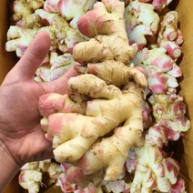 2022년 수확 국내산 햇생강 최상품, 흙생강1kg, 1개