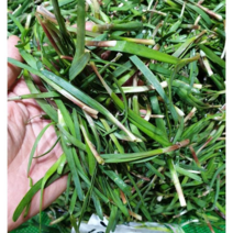 [제철] 노지 초벌부추 약부추, 500g, 1개