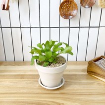 1+1 루꼴라 키친허브 화분 세트 로즈마리 딜 바질 베란다 텃밭 허브 키우기, H28.루꼴라, H09.캔들플랜트