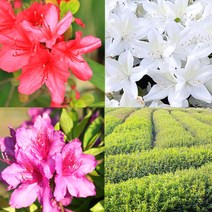 영산홍 5개 자산홍 5개 백철쭉 5개 묶음 철쭉마켓 재배농원직송 철쭉 철죽 묘목 꽃 나무 연산홍 베니 울타리 화목류 꽃나무, 빨강 5개 보라5개 흰색5개