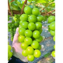 달달츄릅 18브릭스 여의주 샤인머스켓 1KG-2.4KG (2-4수) 특등급/왕특등급 수출용 에어포장 청포도 당도선별 샤인 머스켓 씨없는포도 샤인머스캣 포도 과일선물 명절 설날 선물, 4수 (특/2KG내외/가정용)