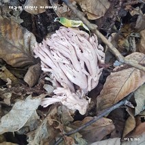 2023년 9월 첫 채취 대관령 자연산 참 싸리 버섯 예약 받습니다, 1팩, 500g