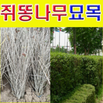 (D소망)쥐똥나무묘목(키 약100센치) 15그루