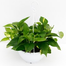 아침향기 실내공기정화식물 중형행잉 스킨답서스