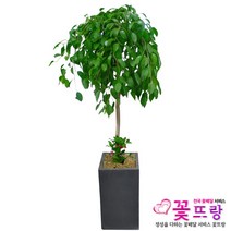 꽃뜨랑 전국배송 대형화분 행운목 해피트리 스투키 금전수 개업화분 당일배송꽃배달, C09 킹벤자민, 1개
