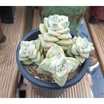 늘꽃다육 기천금 군생. 안전배송. 키우기쉬운국민다육 다육식물 다육 다육이 화분, 1개