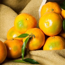 [초록자연] 제주 타이벡 감귤 5kg (특대과)타이백감귤, 상세 참조