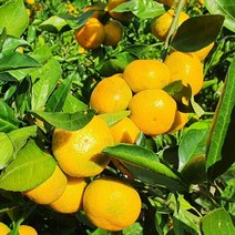 삼시세끼연구소 맛좋은 고당도 하우스귤 제주도 귤 명품 감귤 밀감 산지직송, 로얄과, 1kg, 1개