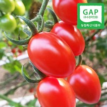 웰굿 [GAP인증] 산지직송 경남 진주 대추 방울 토마토 1kg, 1