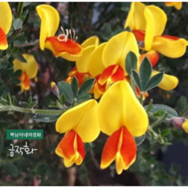 금작화 [3포트] 소품 (복남이네 야생화 모종 골담초 안드레아누스 옐로우 꽃나무 봄)