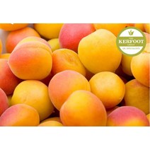 살구씨오일 (Apricot Kernel oil) 1L