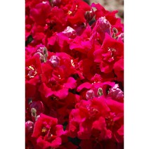 금어초 트위니 바이올렛(종자 꽃씨앗 / 10립)Snapdragon Twinny Violet