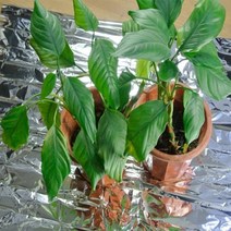 오이망 잡초매트 유공비닐 고구마비닐 멀칭 비닐 천공기 멀칭비닐 유공 비닐하우스자재 농사검정비닐 비닐하우스 농사용비닐 실버 필름 온실 수경 고반사 필름 210 x 농장 75