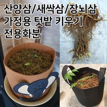 장뇌삼 3년근모종 장뇌삼 묘삼 삼모종 산삼 인삼 모종 부직포화분 /정직한사람들, 브라운코끼리